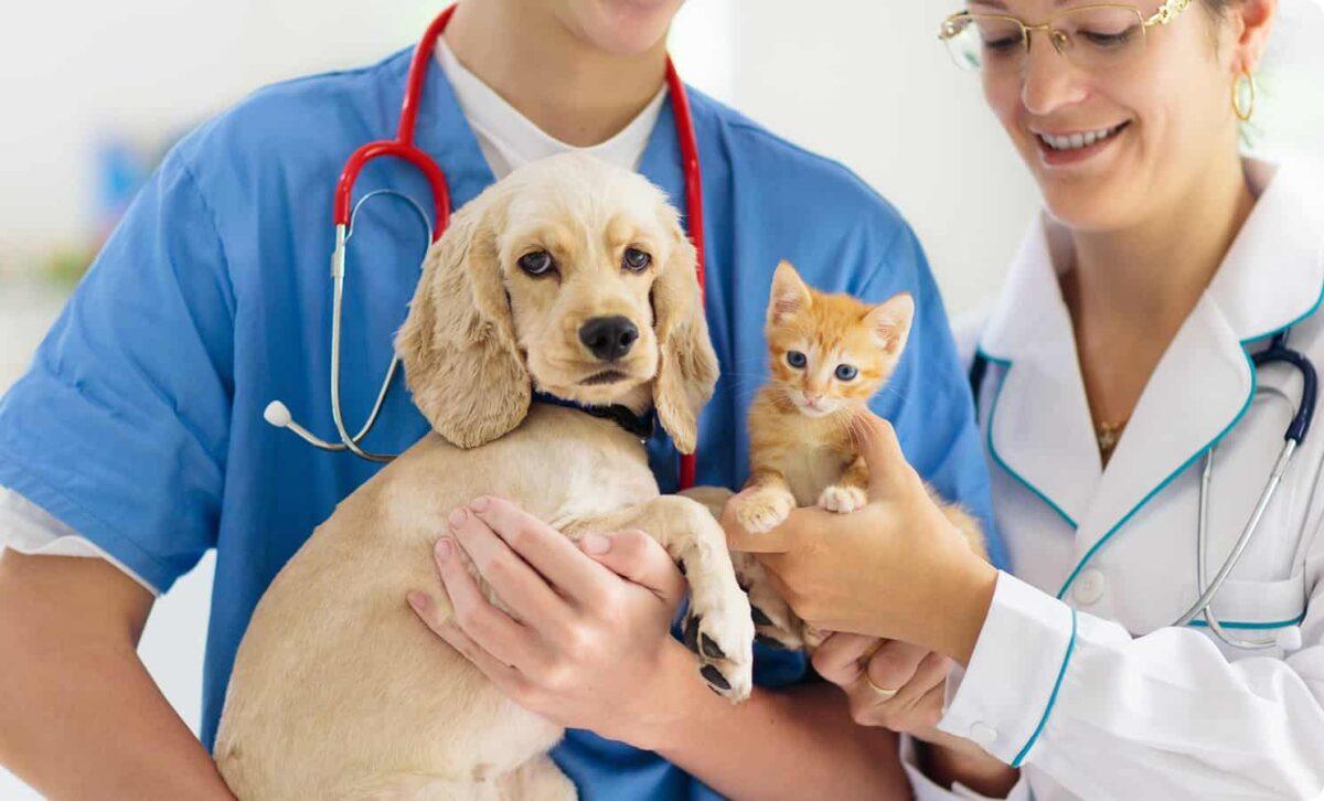 A veterinarian and a vet tech hold a puppy and kitten.