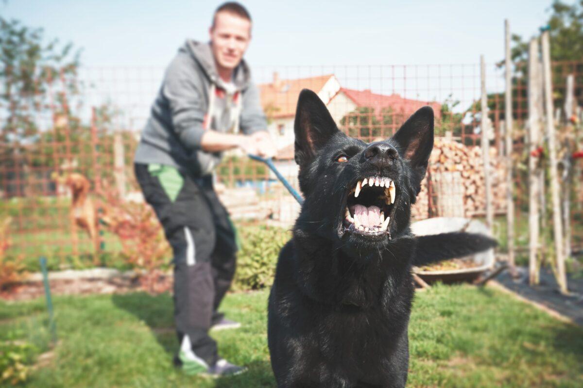 Angry dog being held back